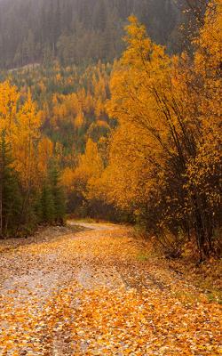 Blaeberry River Logging Road II