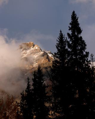 Spruce Silhouettes