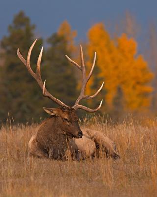 Elk in Repose