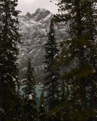 Lake Cavell through the Spruces