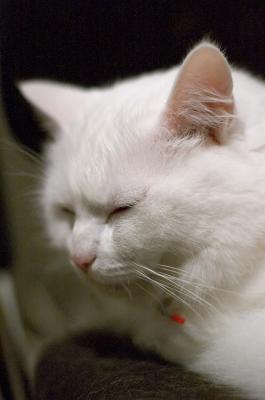 CatCatJun05 002.jpg