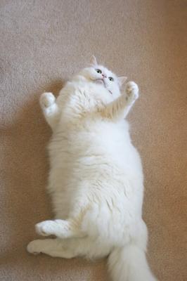 CatCat_Jul05.jpg