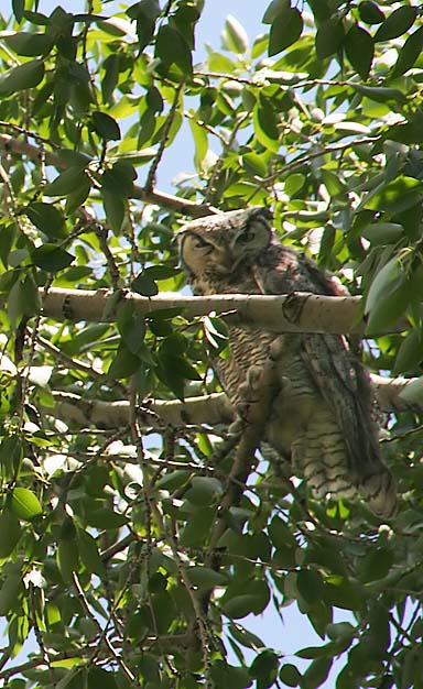 Great Horned Owl checking me out