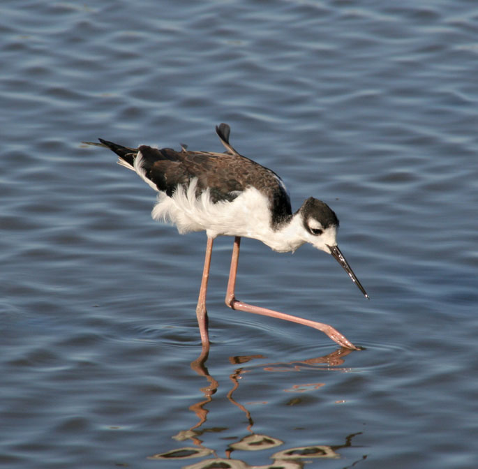 Stilt
