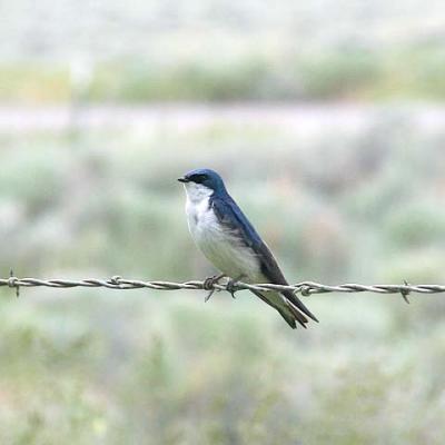 Tree Swallow