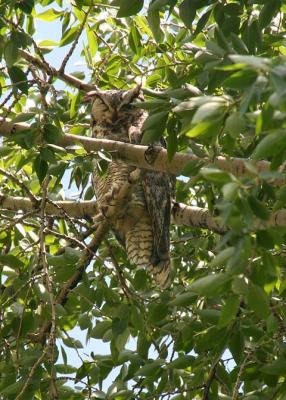 Great Horned owl going back to sleep