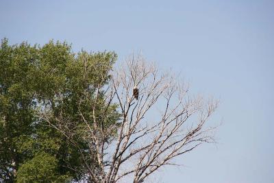 Bald Eagle across the river