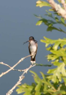 Kingbird with Dragon Fly