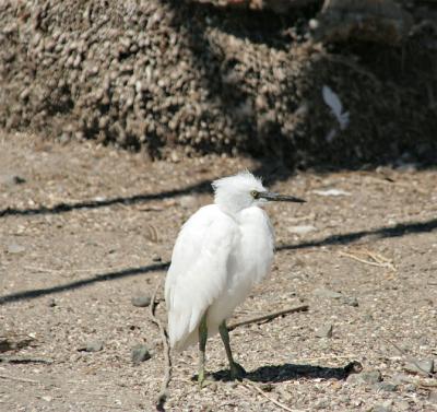 Juveniles