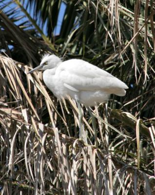 Juveniles