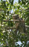Great Horned Owl checking me out