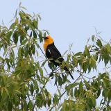 Yellow headed Blackbird