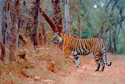Ranthambore NP