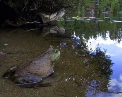 More frogs.