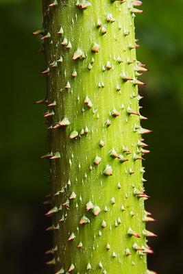 Thorns.jpg