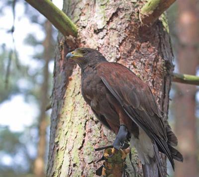 Harris Hawk