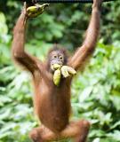 Orang Utan