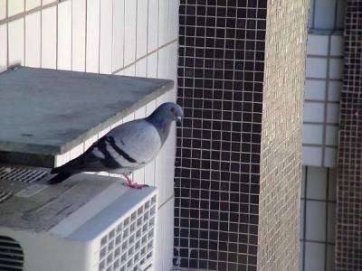 Escondido em cima do ar condicionado