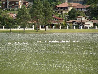 Patos no lago