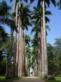 As palmeiras imperiais do Jardim Botnico