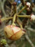 Detalhe da flor