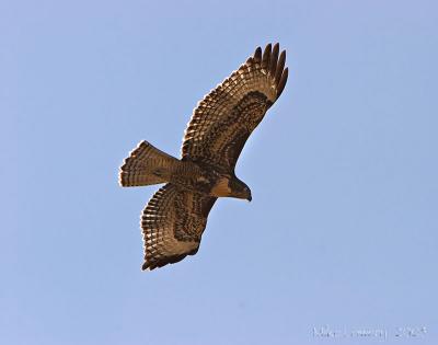 IMG_1571pp11x14-web.jpg