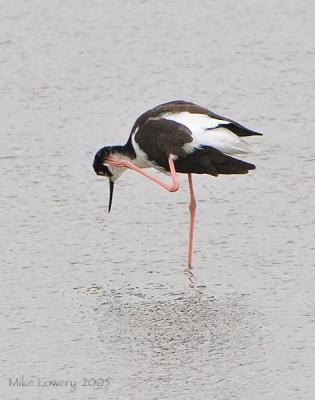 IMG_1705pp11x14crp-web.jpg