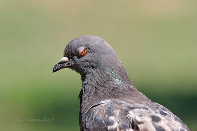 IMG_1928pp-web.jpg