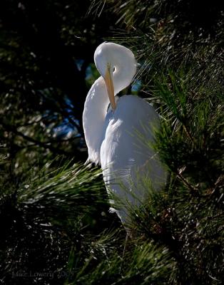 IMG_2507 copy.jpg