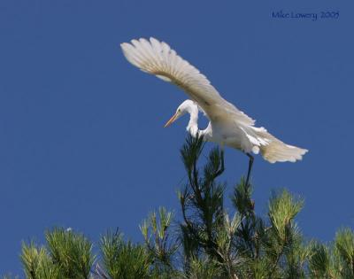 IMG_1482pp11x14.jpg