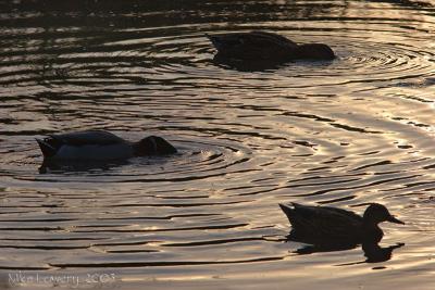 IMG_2555pp12x18web.jpg