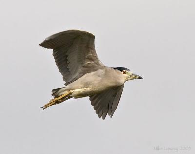 IMG_2597pp11x14crp50.jpg