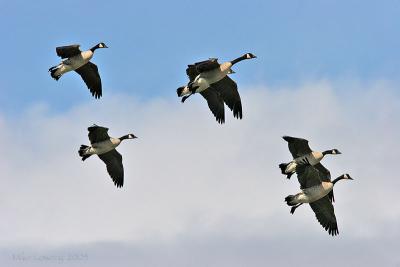 IMG_2637.jpg