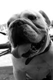 Lardon the English bulldog