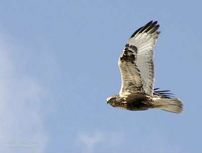 Rough-legged Hawk