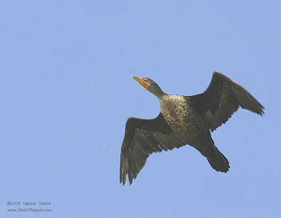 Cormorant Overhead.JPG