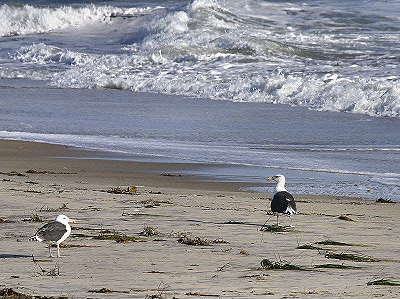 DR10-26-040186-DeadSeal.JPG