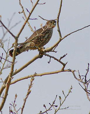 Merlin