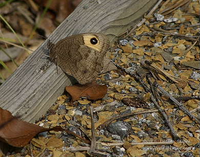 DR-8-18-04-0137-Buckeye1.JPG