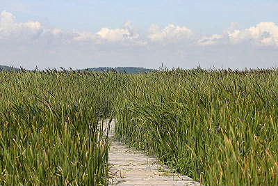 Boardwalk Through Tall Reeds