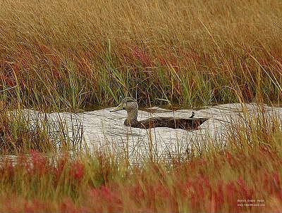 Duck In Red.JPG