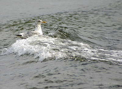 Gull Wave.JPG