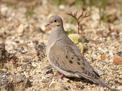 5-04-05-0010-Dove.JPG