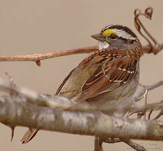 5-06-05-0009-WTSparrow.JPG
