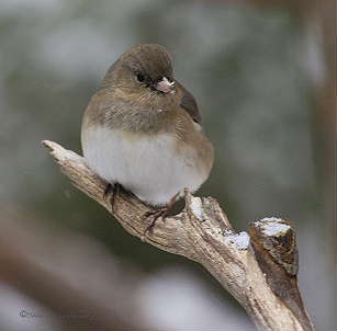 DR2-12-07-04-0111-Junco.JPG