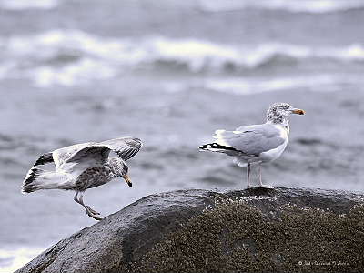 DR10-21-040086-Gulls.JPG