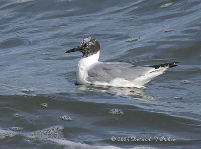 DR10-27-040262-RyeGull.JPG
