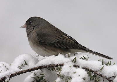 DR-3-9-05-0130-Junco.JPG