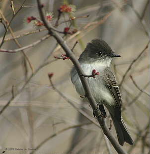 DR-4-21-04-0028-Phoebe.JPG