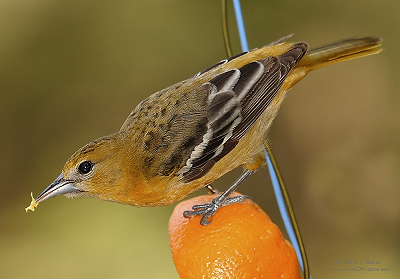 DR-5-11-05-0148-Oriole.JPG